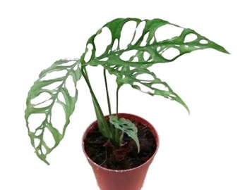 Monstera obliqua 'Peru' 4"