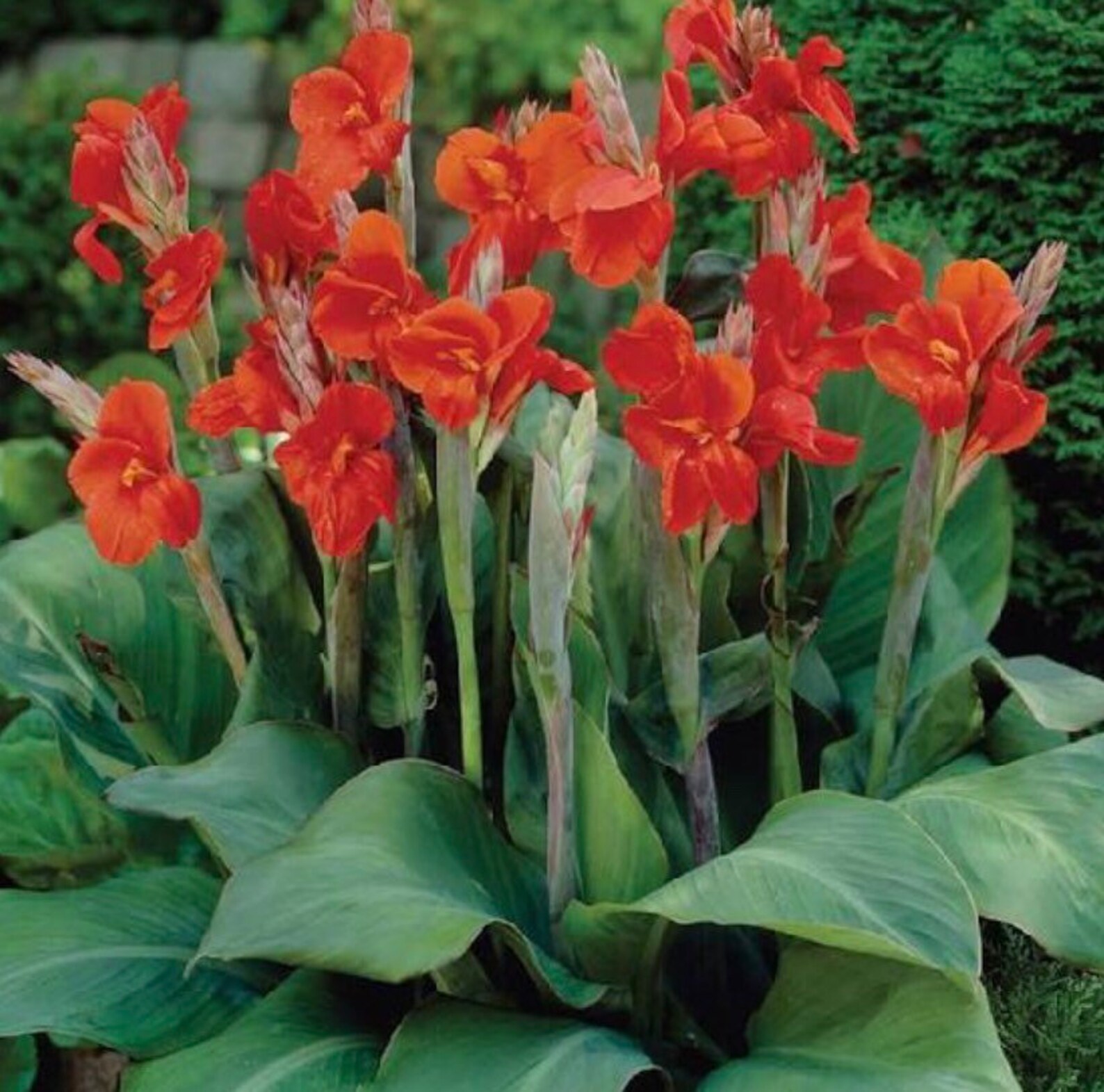 3 Canna Knollen Rot Etsy.de