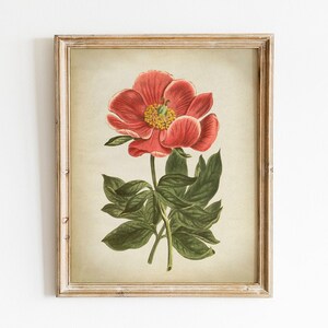 Impresión botánica de flor rosa, arte botánico vintage IMPRIMIBLE, ilustración de plantas de jardinería, imagen de gráfico botánico de plantas,