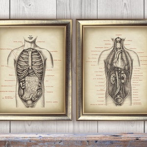 DOWNLOAD Anatomy Torso Print SET of 2, Anatomical Black and White Drawing, Human Anatomy Decor, Anatomy Instant Printable, Wall Art DIY