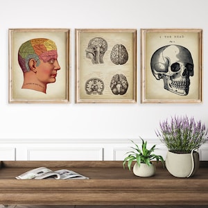 Anatomy Print, SET of 3 PRINTABLE Vintage Head Medical Illustration, Human Skull Brain Anatomy Illustration, Science Art, Human Anatomy.
