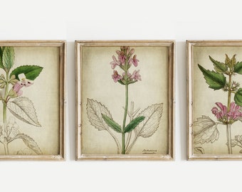 Medicinal Flowers Print SET of 3 PRINTABLE Vintage Botanical | Etsy