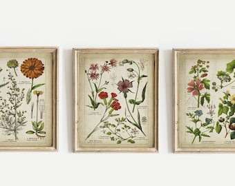 Stampa di fiori medicinali SET di 3 arte da parete botanica vintage STAMPABILE, piante medicinali, erbe medicinali, decorazioni farmaceutiche, Calendula, Malva