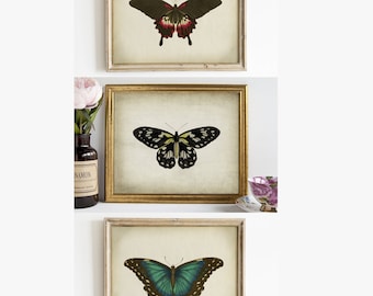 Butterfly Print SET of 3 PRINTABLE Vintage Butterfly Art, Insect Illustration, Butterfly Wall Decor, Naturalist Printable DIY