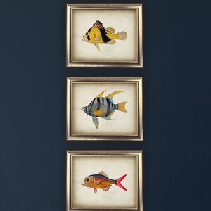 DOWNLOAD Fish print SET of 3 Printable Vintage Fish Prints, Bathroom Decor, Sea Life, Nautical Art, Ocean Marine Digital Image DIY