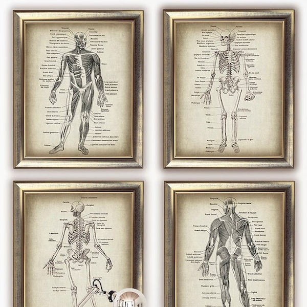 DOWNLOAD ANATOMY print SET of 4 Vintage Medical Prints, Anatomical Drawing Art Illustration, Botanical Download Printable Digital Images