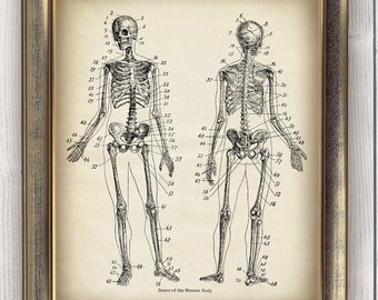 DOWNLOAD ANATOMY Skeleton Print, Digital Vintage Print, Vintage Medical Download Printable Image, Anatomical Drawing Art, Wall Decor DIY