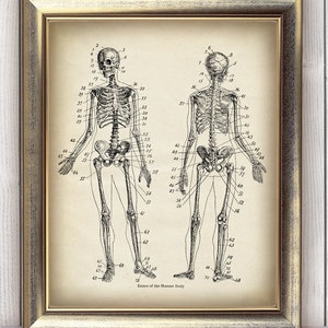DOWNLOAD ANATOMY Skeleton Print, Digital Vintage Print, Vintage Medical Download Printable Image, Anatomical Drawing Art, Wall Decor DIY