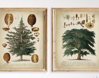 Cedar Tree Print SET of 2 PRINTABLE Vintage Botanical Illustration, Forest Tree Illustration, Woodland Botany Wall Art, Botanic Decor