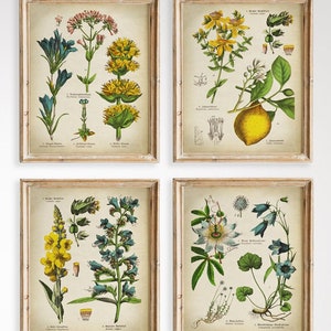 Botanischer Druck SET 4 DRUCKBARE Vintage botanische Illustration, Blumen Illustration, Heilpflanzen, Zitronenbaum, Passionsblume Kunst