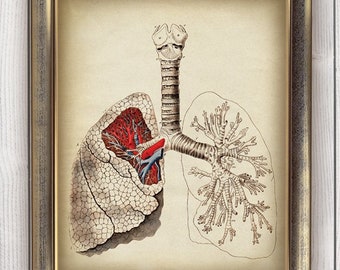 DOWNLOAD ANATOMY Lungs Print, Digital Antique Print, Vintage Anatomy Art, Doctor Printable Image, Scientific Art Print, Home Decor DIY
