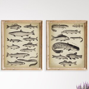 Antique Fish Print SET of 2 PRINTABLE Vintage Marine Life Illustration, Sea Life Illustration, Science Art, Beach Home Decor, Sea Creatures
