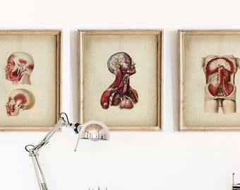 Anatomy Print SET of 3 PRINTABLE Vintage Medical Drawing, Human Anatomy Illustration, Scientific Illustration