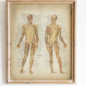 Anatomie print, afdrukbare vintage medische illustratie, spierstelsel print, Science Art Print, anatomische tekening, anatomie muur decor