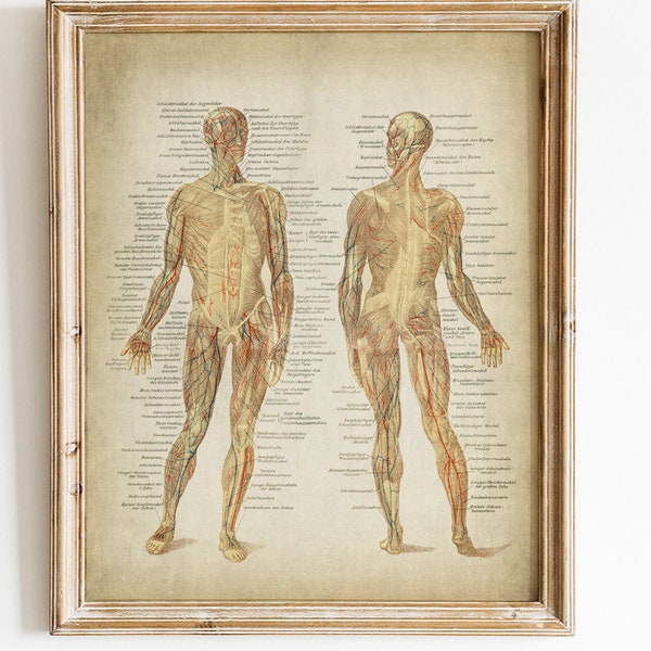 Anatomy Print, PRINTABLE Vintage Medical Illustration, Muscular System Print,  Science Art Print, Anatomical Drawing, Anatomy Wall  Decor