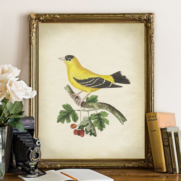 Bird Print Chart, Printable Yellow Bird Digital Download, Songbird Print, Bird Nature Art, Antique Bird Printable Wall Decor, Vintage Bird