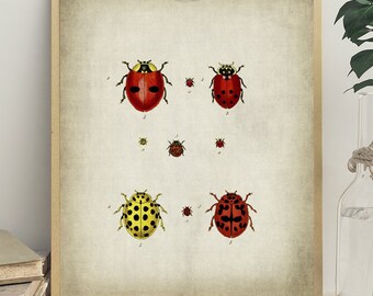 Red Ladybug Print, PRINTABLE Vintage Art Illustration, Insect Print Wall Art, Insect Drawing Wall Decor, Antique Insect Drawing