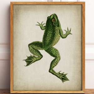 DOWNLOAD Frosch Druck, druckbare antike Tier Bild, Natur Wohnkultur, grüner Frosch Amphibie Druck, amphibische digitale Wand Kunst DIY