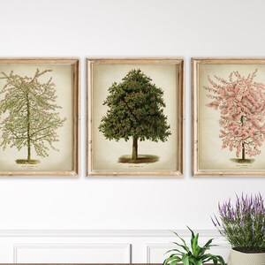 Flower Trees Print SET of 3 PRINTABLE Vintage Botanical Illustration, Bloom Tree Illustration, Flowering Tree Botany Wall Art, Botanic Decor