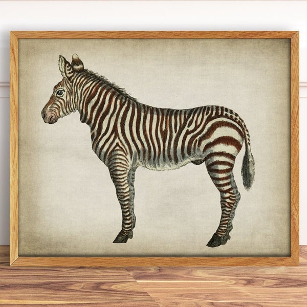 Printable Zebra Print, Vintage Zebra Draw, Old Zebra Art, Digital Download Antique Animal Image, Digital Art Downloadable, Home Decor