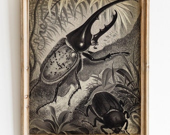 Hercules Beetle Print, PRINTABLE Vintage Illustration, Entomology Print Wall Art, Insect Print Wall Decor, Antique Beetle Drawing,