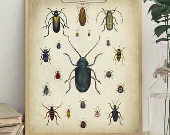 Beetle Print, PRINTABLE Vintage Art Illustration, Entomology Print Wall Art, Insect Print Wall Decor, Antique Insect Drawing, Naturalist
