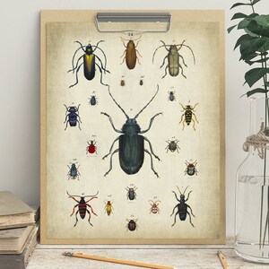 Beetle Print, PRINTABLE Vintage Art Illustration, Entomology Print Wall Art, Insect Print Wall Decor, Antique Insect Drawing, Naturalist