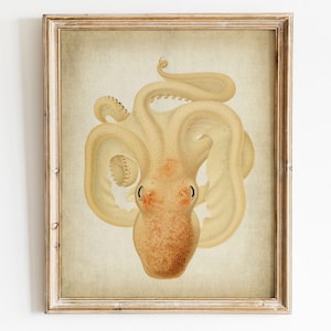 Octopus Print, DIGITAL DOWNLOAD Art Illustration, Beach Home Wall Decor, Octopus Antique Drawing, Marine Biology Naturalist, Sea Creatures