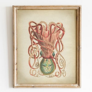 Octopus Print, DIGITAL DOWNLOAD Art Illustration, Beach Home Wall Decor, Octopus Antique Drawing, Marine Biology Naturalist, Sea Creatures