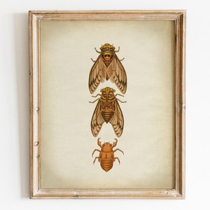 Insect Print, PRINTABLE Vintage Art Illustration, Fly Wall Art, Flies Wall Decor, Antique Image Entomology Naturalist, Bugs Print