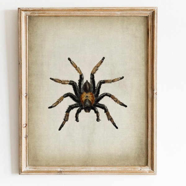 TARANTULA Print DIGITAL DOWNLOAD, große Spinne druckbare Vintage Art Illustration, gruselige Wandkunst, Insekten Wandkunst, Spinne Kunstdruck