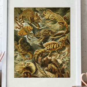 Lizards Print, Printable Lizard Chart Digital Download Illustration, Chameleon Art Print, Iguana Print, Jungle Forest Fauna, Haeckel