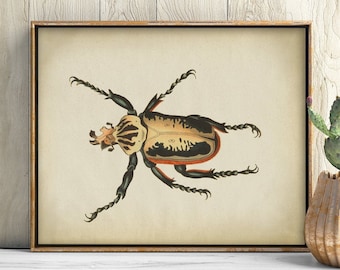 Beetle Print, PRINTABLE Vintage Art Illustration, Entomology Print Wall Art, Insect Print Wall Decor, Antique Insect Drawing, Naturalist