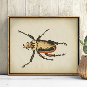 Beetle Print, PRINTABLE Vintage Art Illustration, Entomology Print Wall Art, Insect Print Wall Decor, Antique Insect Drawing, Naturalist