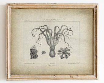 Stampa invecchiata di polpo, illustrazione d'arte DOWNLOAD DIGITALE, decorazione della parete della casa sulla spiaggia, disegno antico di polpo, biologia marina, vita marina, nautica