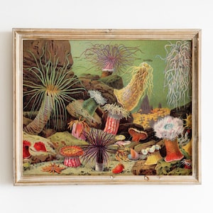 Sea Anemones Print, Vintage Art Illustration INSTANT DOWNLOAD, Water Sea Life, Marine Animals, Algae Coral Reef, Sea Bottom