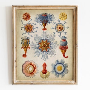 Siphonophorae Vintage Art Print: Marine Organisms (Digital Download)