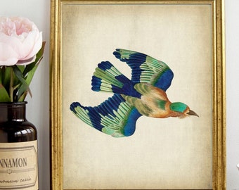 Blue Jay Bird Print, Printable Bird Digital Download, Bird Nature Art, Antique Bird Printable Wall Decor, Vintage Bird print