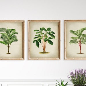 Botanical Palm Print SET of 3 PRINTABLE Vintage Botanical Palm Illustration, Tropical Forest Trees Drawing, Botany Wall Art, Exotic Colonial
