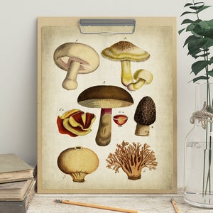 Mushrooms Chart Print, PRINTABLE Mushrooms Chart, Mushrooms Illustration, Kitchen Wall Decor, Autumn Art Print, Food Print Wall Art