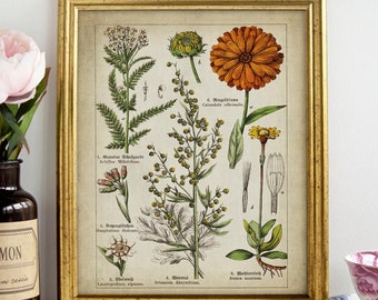 Medicinal Flowers Botanical Print, PRINTABLE Vintage Botanical Art, Medicinal Plants Illustration, Calendula, Arnica, Artemis, Aquilea