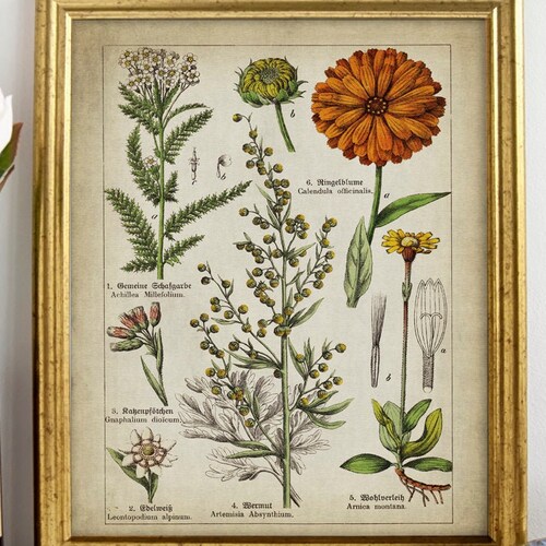Medicinal Flowers Print SET of 3 PRINTABLE Vintage Botanical - Etsy