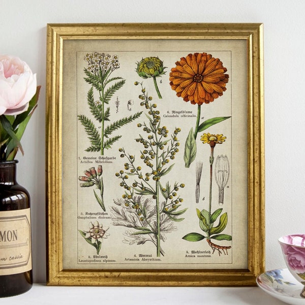 Medicinal Flowers Botanical Print, PRINTABLE Vintage Botanical Art, Medicinal Plants Illustration, Calendula, Arnica, Artemis, Aquilea