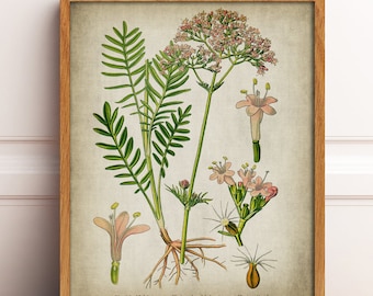 PRINTABLE BOTANICAL Print, Vintage Valerian Medicinal Plant Flower Print, Herbal Medicine, Antique Botanical Digital Printable Wall Art DIY