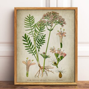 PRINTABLE BOTANICAL Print, Vintage Valerian Medicinal Plant Flower Print, Herbal Medicine, Antique Botanical Digital Printable Wall Art DIY