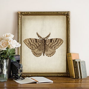 DOWNLOAD BUTTERFLY Print, Printable Antique Insect Image, Black and White Butterflies Nature, Cottage Butterfly Digital Wall Art DIY