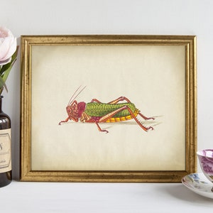 Grasshopper Print, Insect PRINTABLE Vintage Art Illustration, Grasshopper Wall Art, Nature Wall Decor, Antique Entomology Naturalist Art