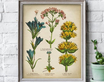 Botanical Print, PRINTABLE Vintage Botanical Art Painting, Medicinal Plants Illustration, Plants Botanic Chart Picture, Botany Landscape