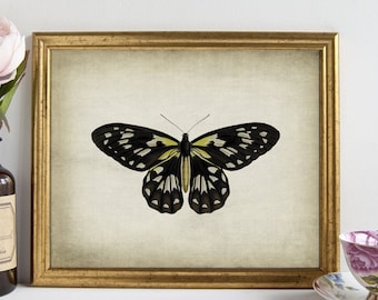 Butterfly Art Print, Aged Butterfly Art INSTANT DOWNLOAD, Insect Wall Art, Butterfly Illustration, Naturalist Wall Art