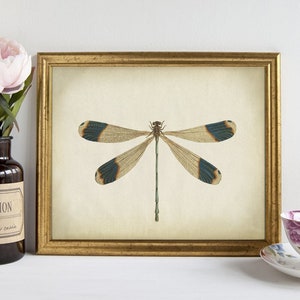 Dragonfly Print, Insect Art DOWNLOADABLE Vintage Wall Art Illustration, Antique Entomology Watercolor Naturalist Art